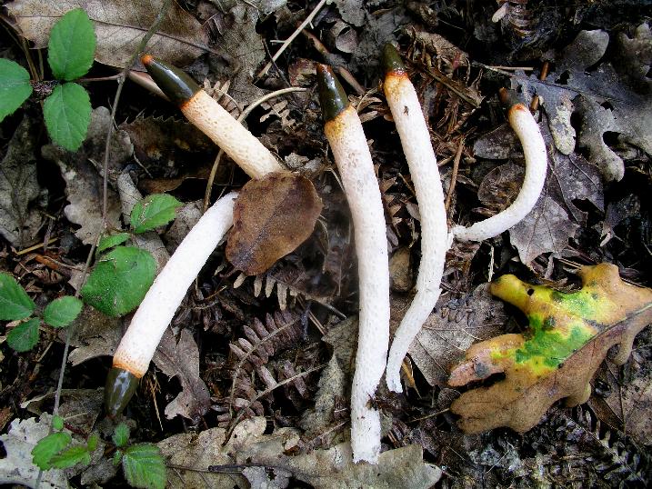 Mutinus caninus